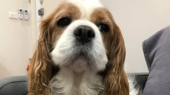 Gizmo went missing from his Sydney home in 2019, attracting nationwide attention. Picture: Supplied