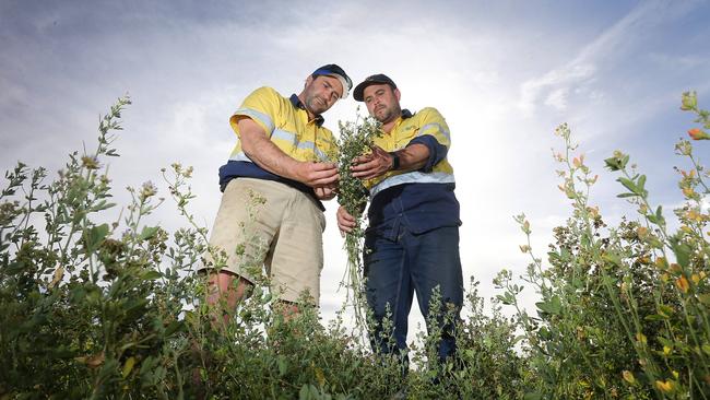 Brothers in farms: Brothers Ryan (left) and Damien Smart’s farming business involves winter crops as well as irrigated lucerne seed and feed crops.