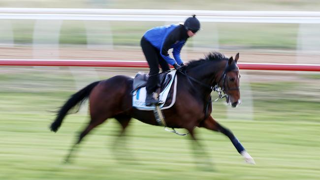 Red Cardinal works at Werribee in the lead-up to the Melbourne Cup. Photo: Michael Klein