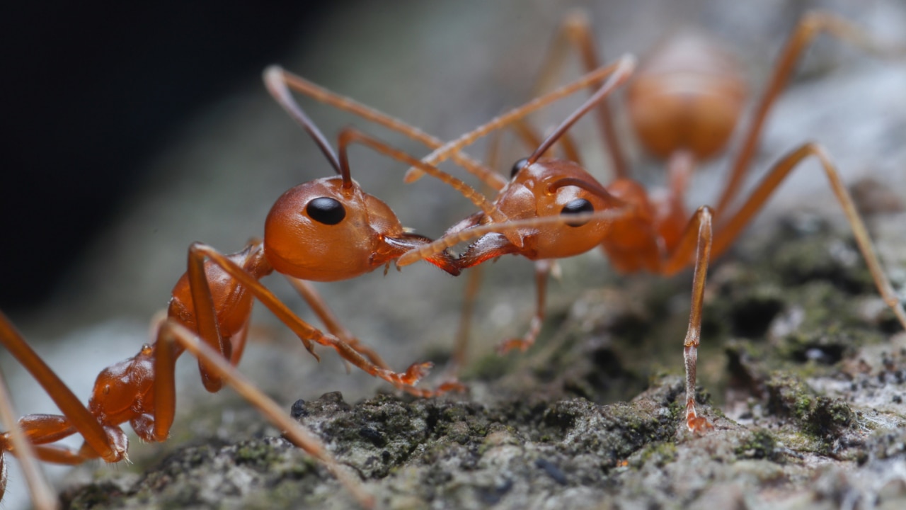 Queensland fire ant infestation crosses over into NSW 