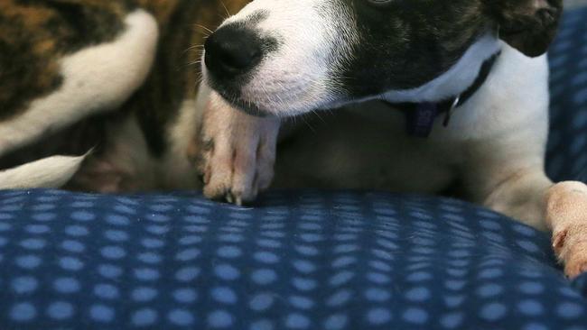 A man tossed a dog over the balcony of a two-storey unit at South Mackay. Picture: Stewart McLean