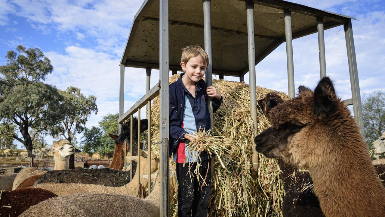 Toby Slagh-Fraser feeds the alpacas at Double-H Alpacas stud, Friday, May 16, 2025. Picture: Kevin Farmer