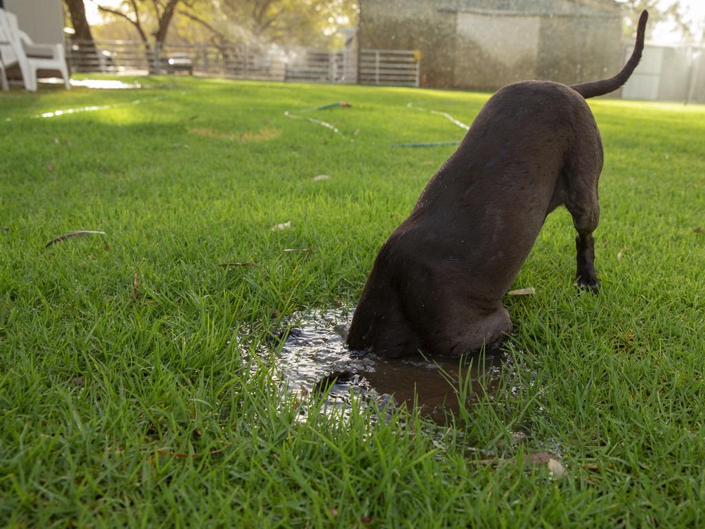 A dog puts his head in the water in 47 degree heat on January 16, 2019 in Louth, Australia. Local communities in the Darling River area are facing drought and clean water shortages as debate grows over the alleged mismanagement of the Murray-Darling Basin. Recent mass kills of hundreds of thousands of fish in the Darling river have raised serious questions about the way WaterNSW is managing the lakes system, and calls for a royal commission. (Photo by Jenny Evans/Getty Images)