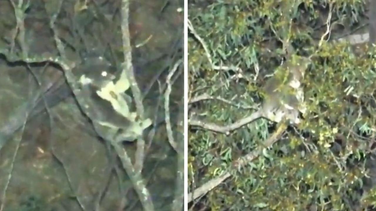 Thermal drone vision has revealed koalas living in a Western Downs forest earmarked for clearing by a multinational coal seam gas company.