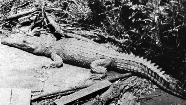 Historic photo of Hector the crocodile on the banks of the Wilson River Picture: The Northern Star Archives.