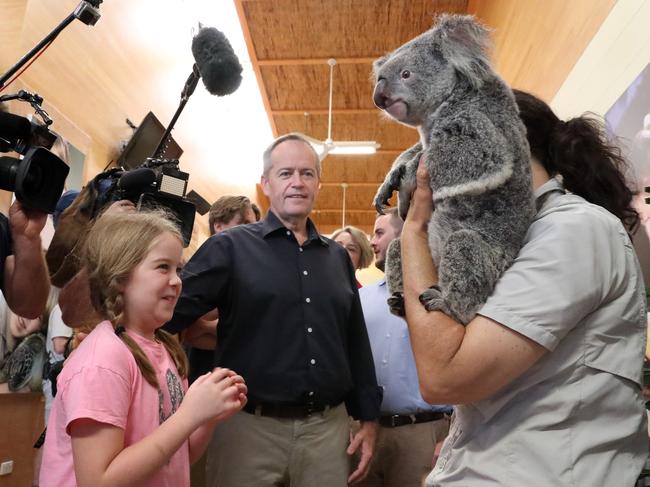 Bill Shorten holding Brandi the six year-old koala while attending Australia Zoo in Beerwah north of Brisbane, where he announced a $200 million spend on environmental protection. Picture: Liam Kidston