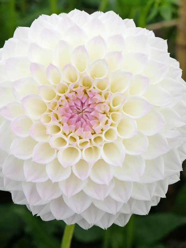 'Tracy Diane', a pompon dahlia