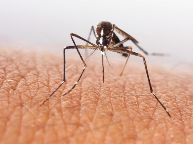 Stock image of a mosquito. Picture: Supplied