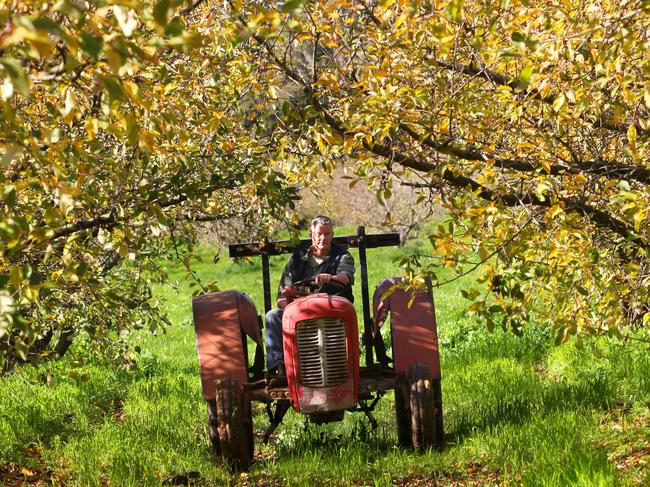 Neville Mock at his Red Hill apple orchard.  