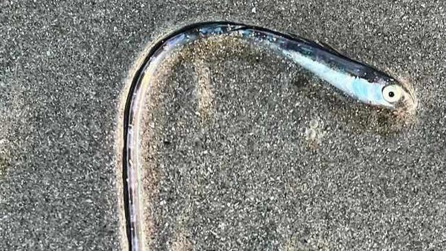 Gold Coast locals were left stumped when this odd looking fish washed up. It was later identified as a Hairtail blenny.