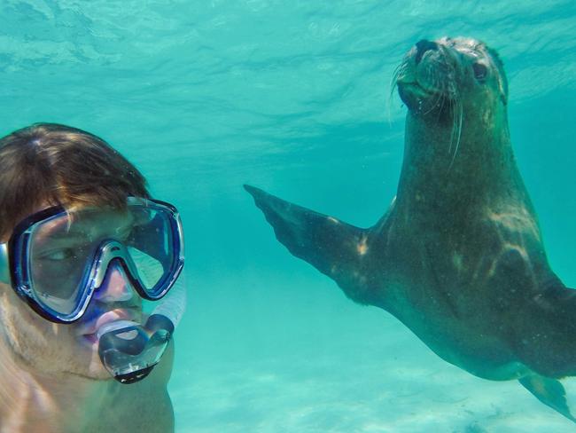 Allan Dixon’s animal selfies - sea lion. Pic: @Daxon/Caters News