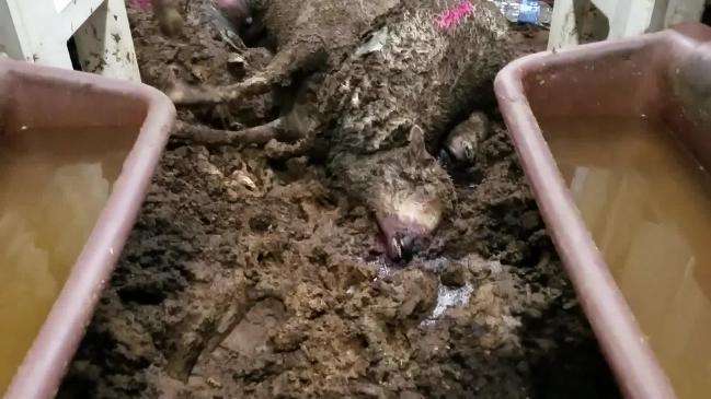 Live sheep export: animals struggle to breathe on cramped ship