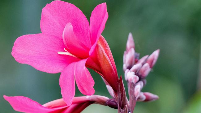 Deep pink canna flowers.