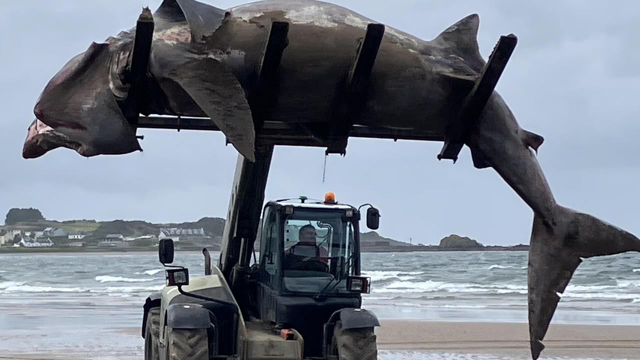 ‘The Meg’: Giant shark found on UK beach
