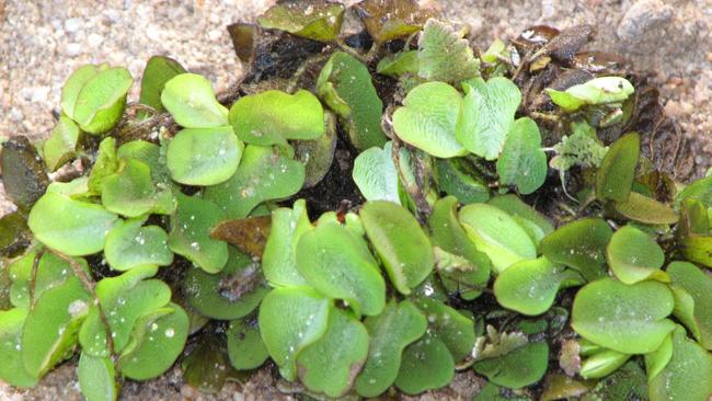 Salvinia is a Weed of National Significance In Australia. It is regarded as one of the worst aquatic weeds in Australia because of its invasiveness, potential for spread, and economic and environmental impacts. It has been intentionally spread throughout the world as an ornamental pond or aquarium plant, and has escaped or been placed into waterways. Photo Ian Read