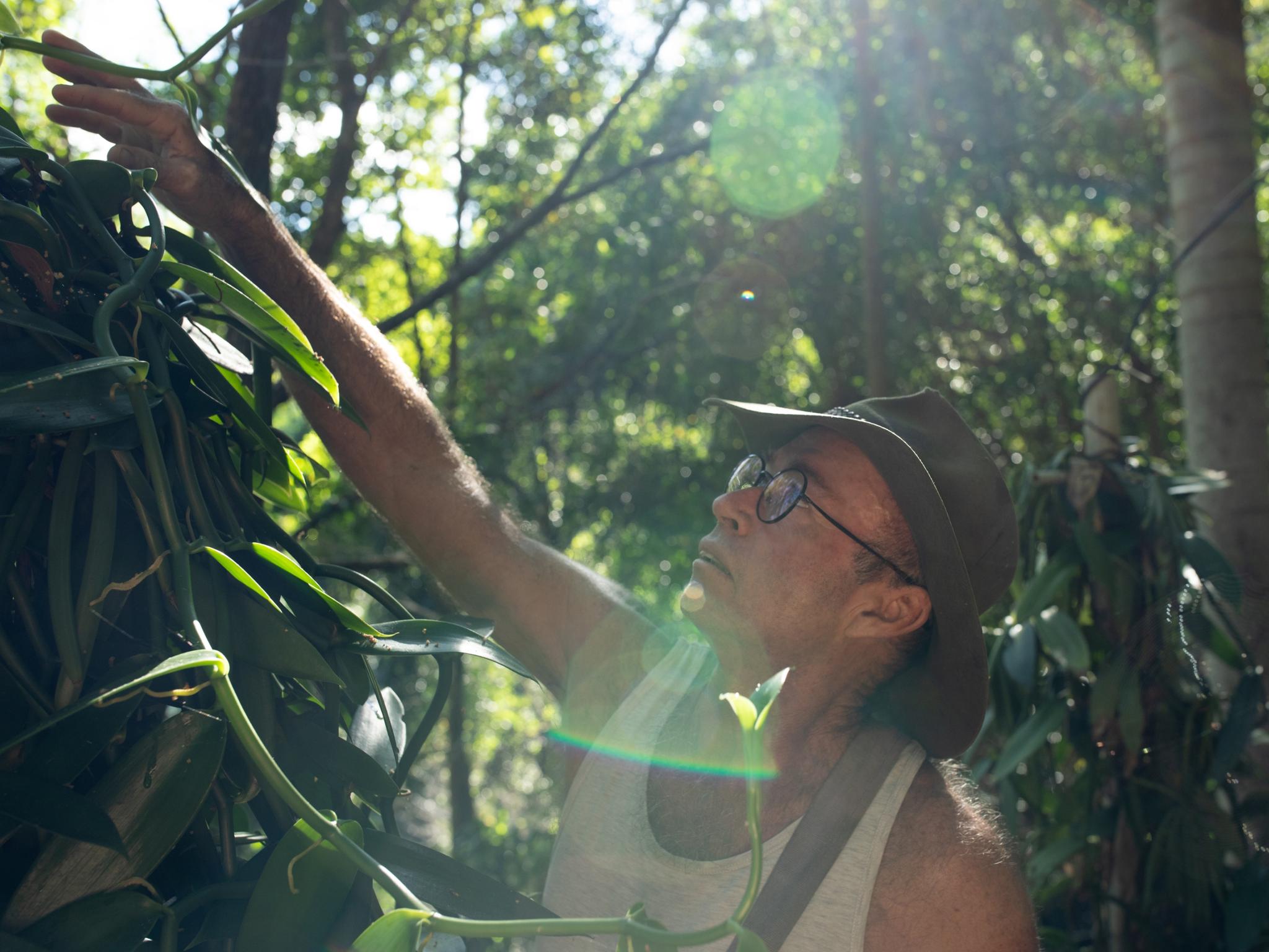 Bloomfield Vanilla: the Daintree orchard where Nick Upite tickles his  plants into sex | The Australian