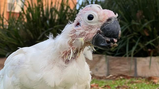 The picture of the sulphur-crested cockatoo in question. Picture: Facebook