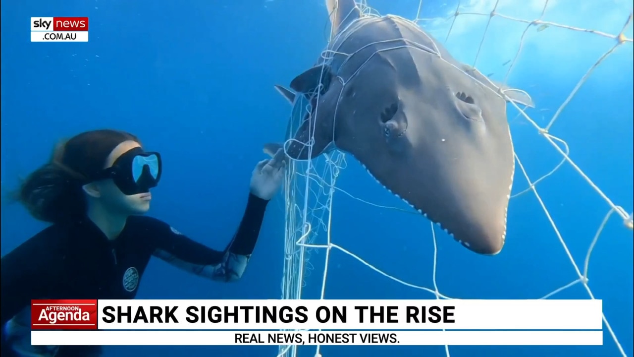 Nets 'not effective' at reducing risk of shark attacks