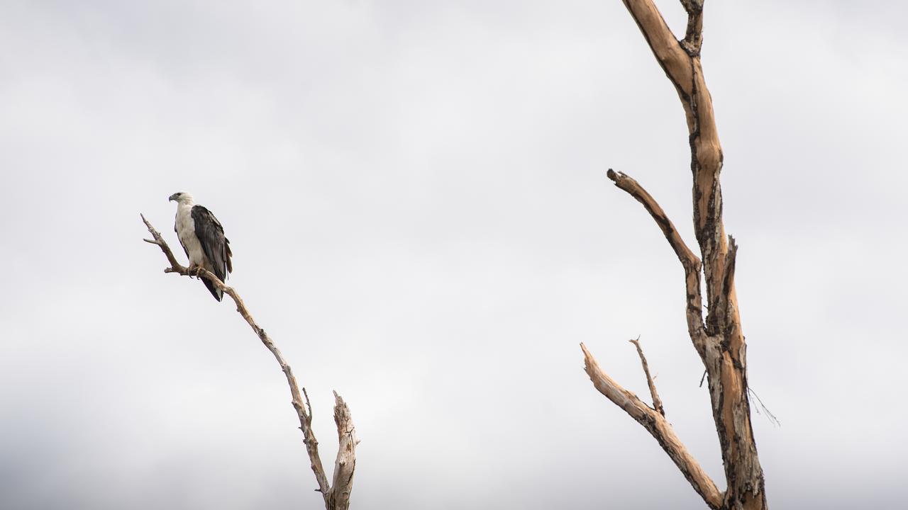 Kakadu National Park comes alive during the wet season. A white-bellied sea eagle waits for its next meal. Picture: Che Chorley