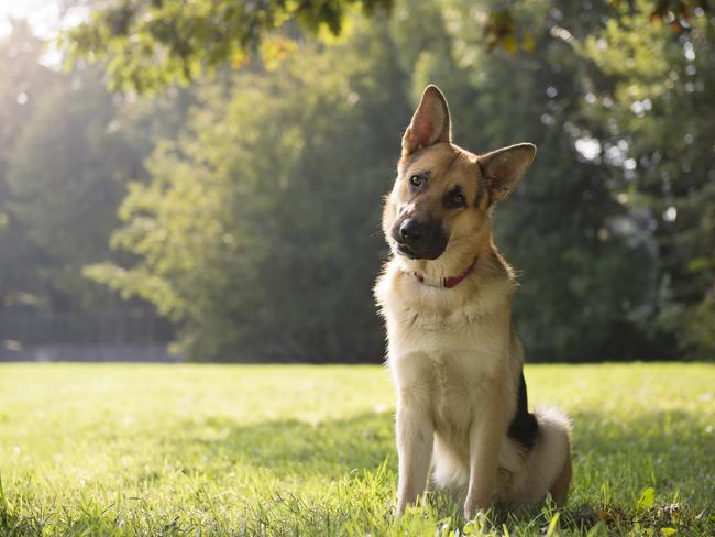 German Shepherd Dogs are the second most popular.