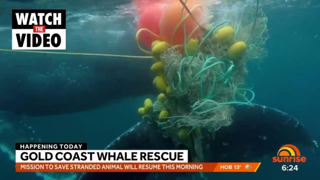 Efforts to save trapped whale continues (Sunrise)