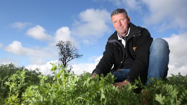 Brett Hosking in a lentil crop on his farm near Quambatook in Victoria.