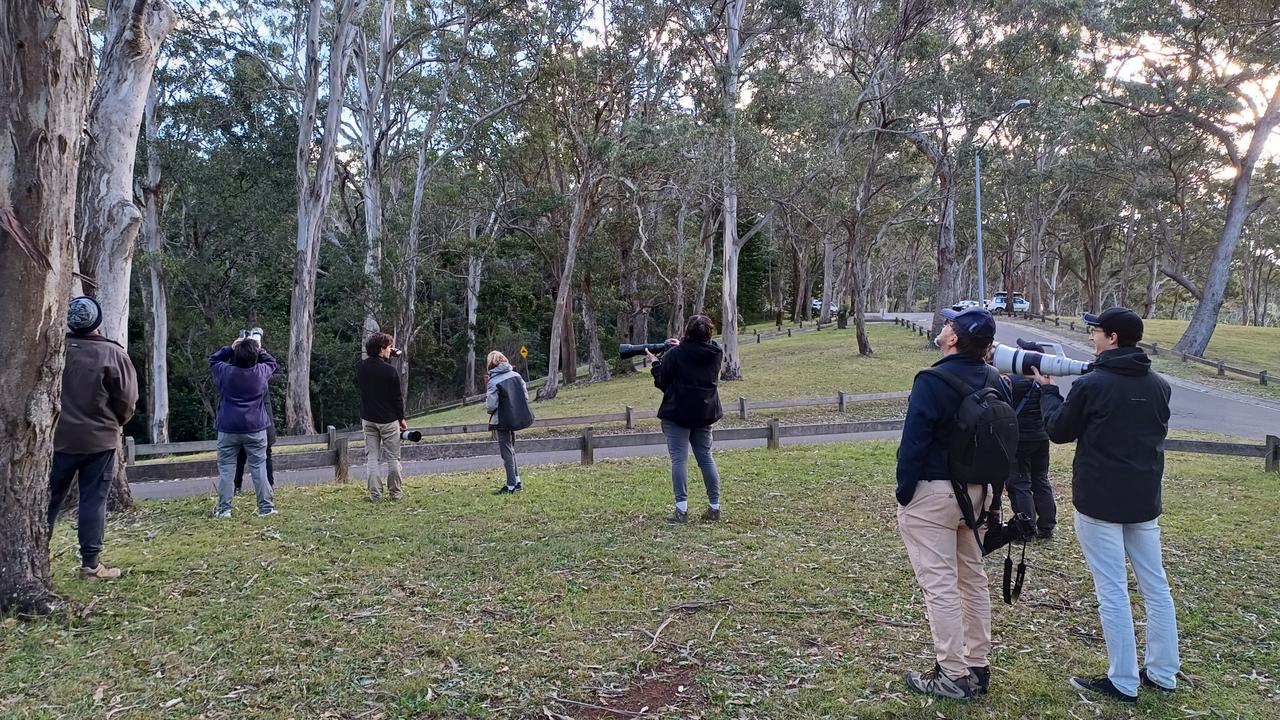 Bird watchers near the Tobruk Drive lookout at Toowoomba, trying to spot the critically-endangered Swift Parrot.