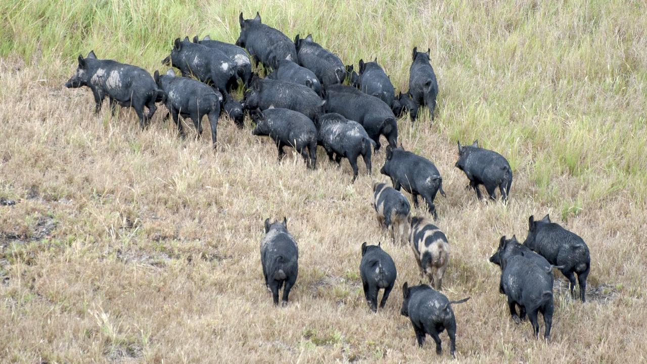 Feral without a pause: Record cull in NSW bush