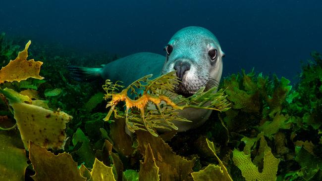 Beautiful: Scott Portelli’s image from the Wildlife Photographer of the Year exhibition