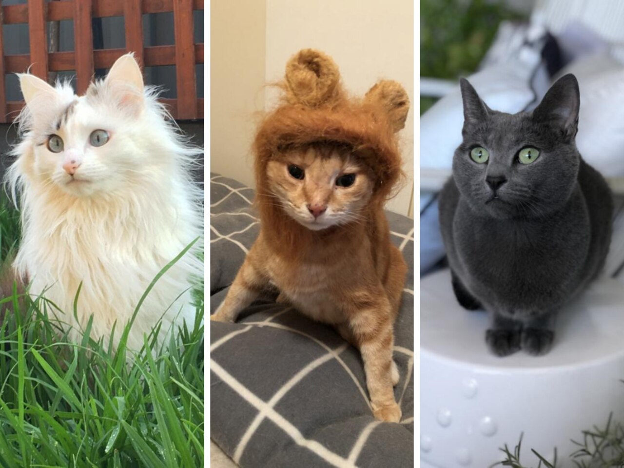 Some of Melbourne's cutest cats - it was hard to narrow down the list.