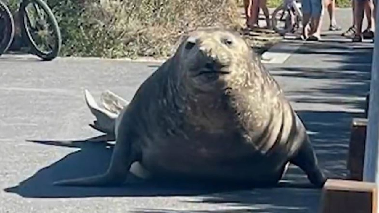 He is well known in the town, with locals delighted by his return. Picture: 9NEWS