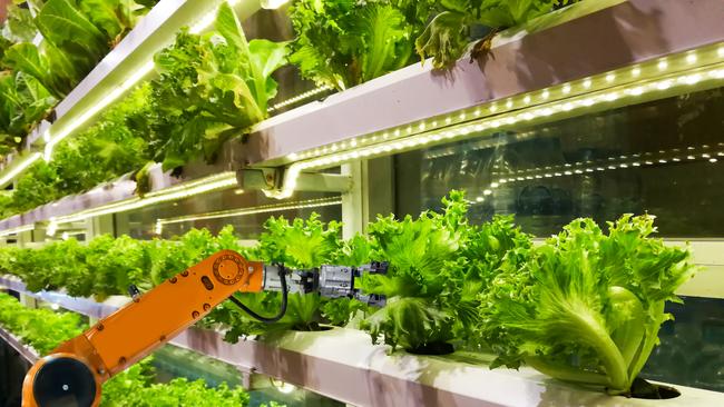 Everything from hydroponic leafy greens, tomatoes and mushrooms, to pigs, chickens and bees could be grown in settings such as basements and multistorey carparks.