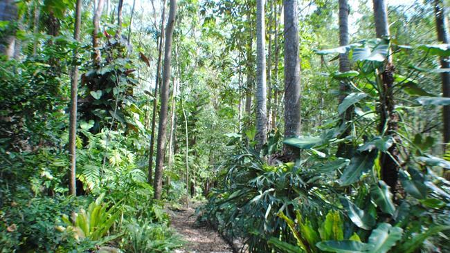 Sommer Garden is essentially tropical.