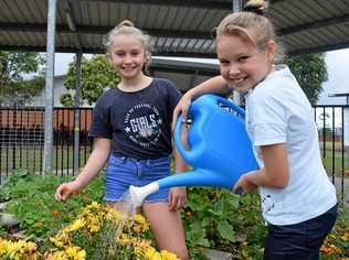 GREEN THUMBS: Mia Bouris, 10, and Laura Bradford, 10, tending to Brightwater State School's vegie garden. Picture: Eden Boyd