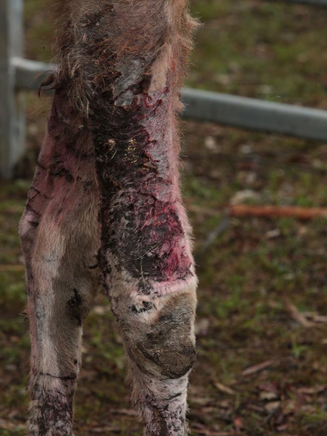 Damage to the legs of Alice the camel less than a month after the incident