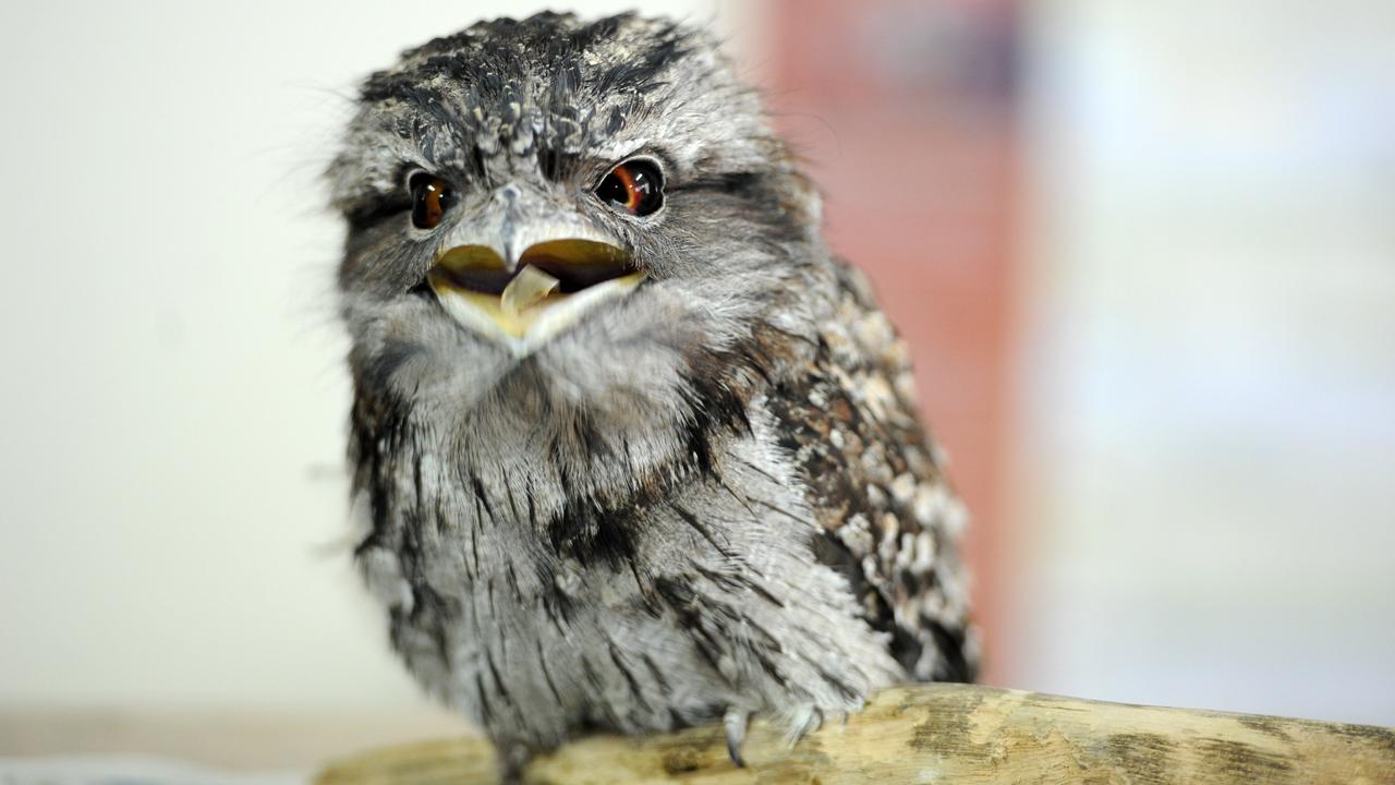 The Tawny Frogmouth was one of many bird species found.