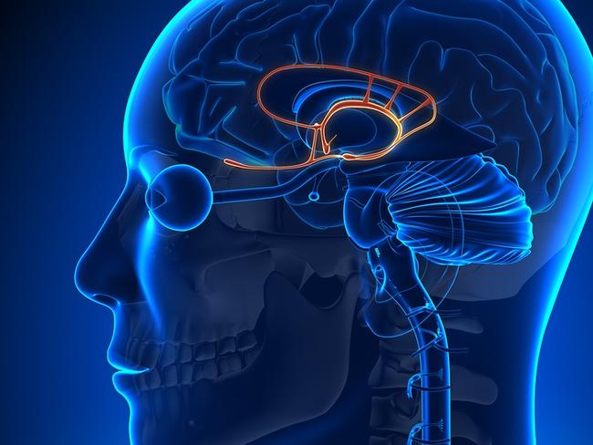 Brain Anatomy - Limbic System - Medical Imaging