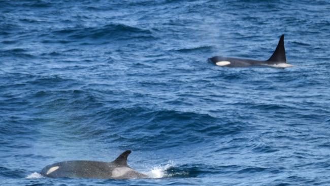 They scouted the area looking for a feed. Picture: Wildlife Coast Cruises.