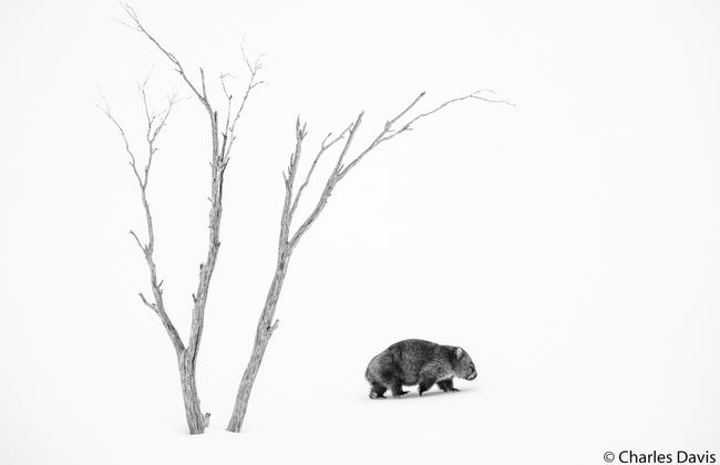 Monochrome winner: Common wombat taken in Guthega, NSW. Picture: Charles Davis/2020 Australian Geographic Nature Photographer of the Year Awards