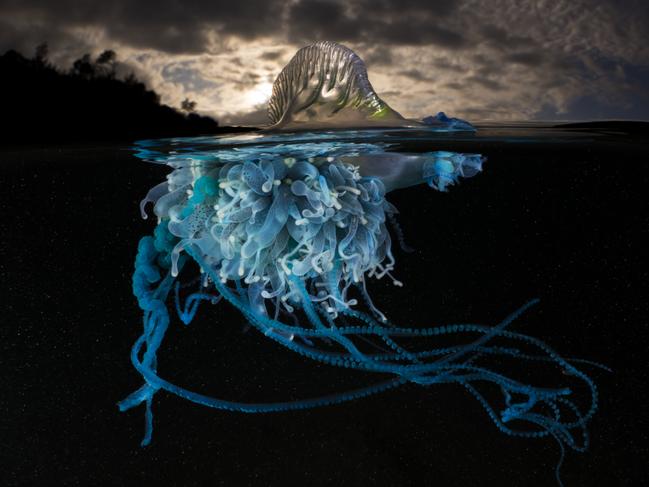 EMBARGO FOR TWAM, 25 JANUARY 2025. FEE MAY APPLY. Physalia physalis (Bluebottle jellyfish) at Bushrangers Bay, NSW. Photo: Matty Smith