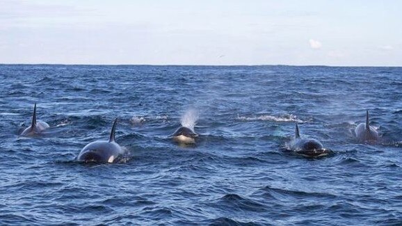 The pod of 50 to 60 killer whales approached the boat off Maroubra. Picture: Go Whale Watching