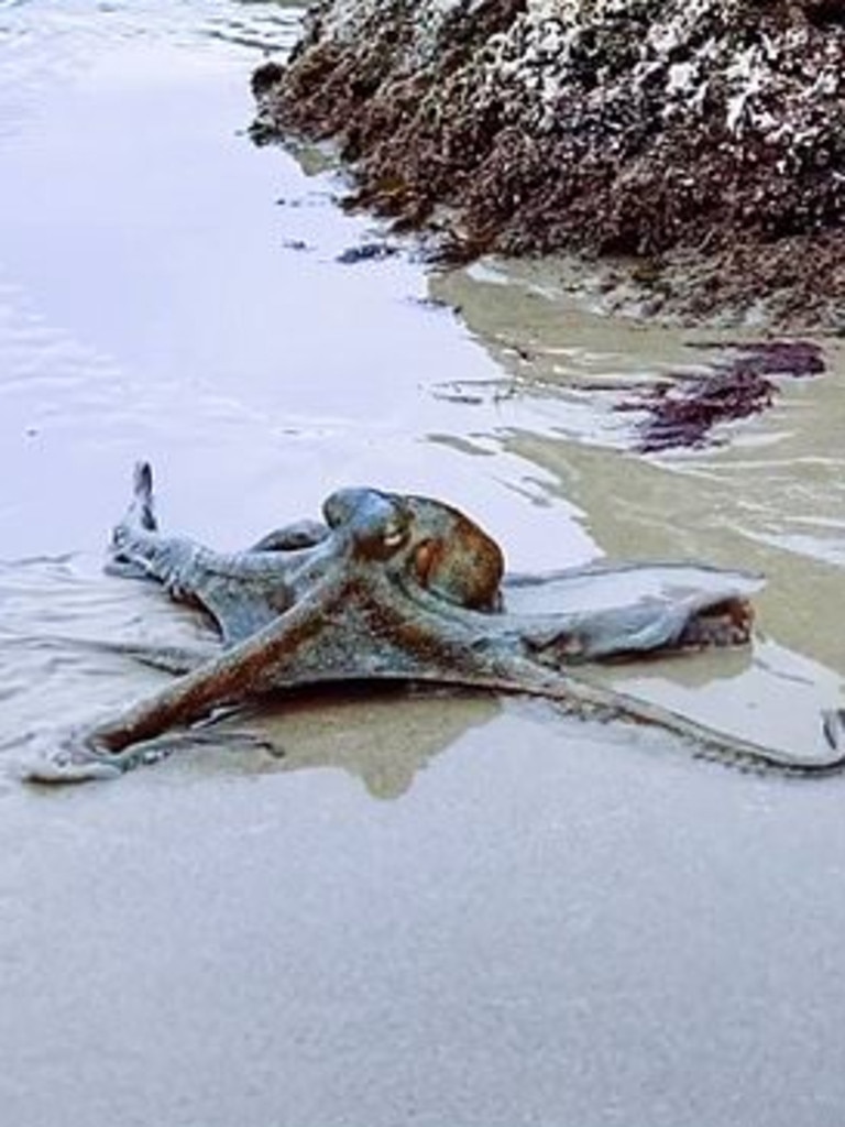 Sydney resident Jarrah Brailey filmed the eight-legged creature.