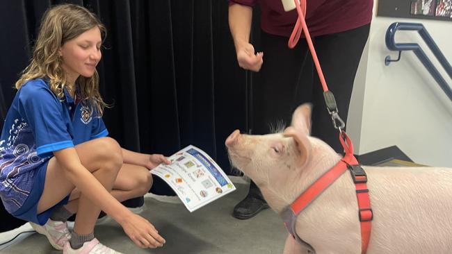 Penelope the Pig graduated from Sadadeen Primary School, Alice Springs, on Wednesday, June 19, with near perfect attendance.