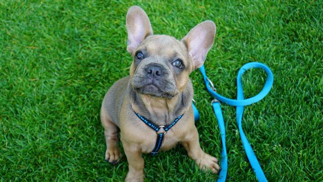 French Bulldogs were one of the most common breeds reported in the puppy scam.