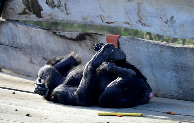 Great apes suffer stress and depression and can self-harm as humans do