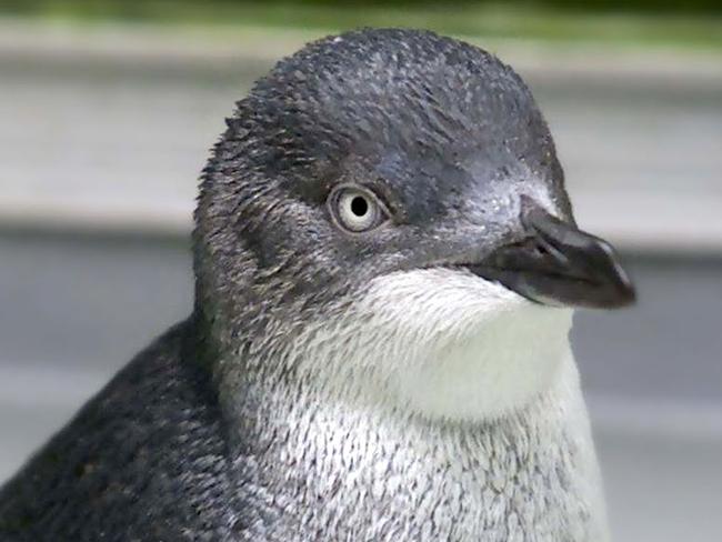 Fairy penguin from Taronga Park Zoo in Sydney. Penguins are to be set free at Manly.bird/Birds