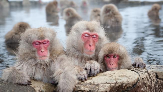 The famous snow monkeys of Hakuba, near Nagano.