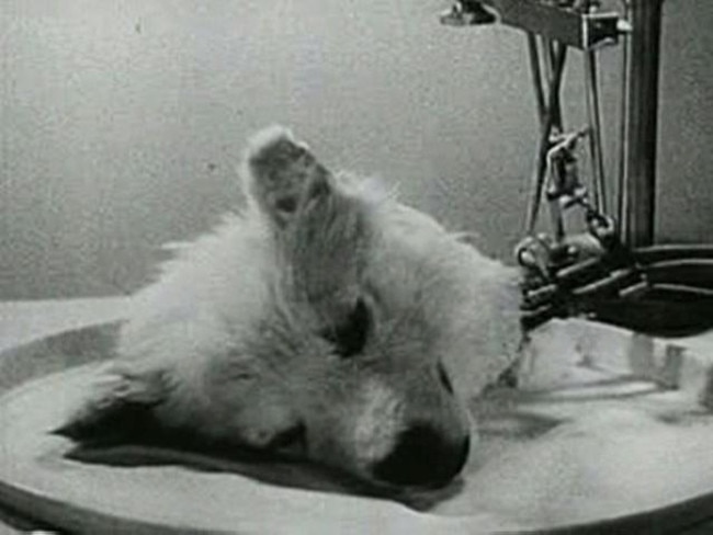 russian animal experiment