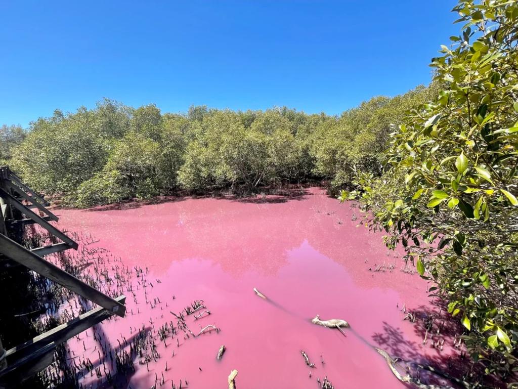 Queensland's Boondall Wetlands turns pink due to algae