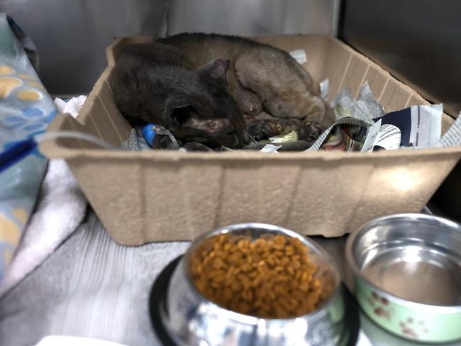 An injured cat rests in the ICU at the Pasadena Humane Society. Picture: Justin Sullivan/Getty Images/AFP